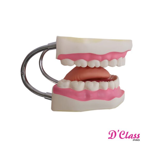 modelo anatomico dental – DClass Pro